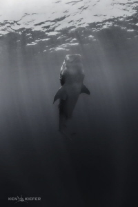 Fade to Black - Whale Shark hangs vertically as it feeds.
 by Ken Kiefer 